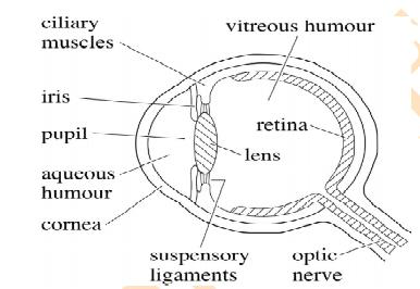 10th-class-Physical-Science-Human eye and Colourful-ONLINE-BITS