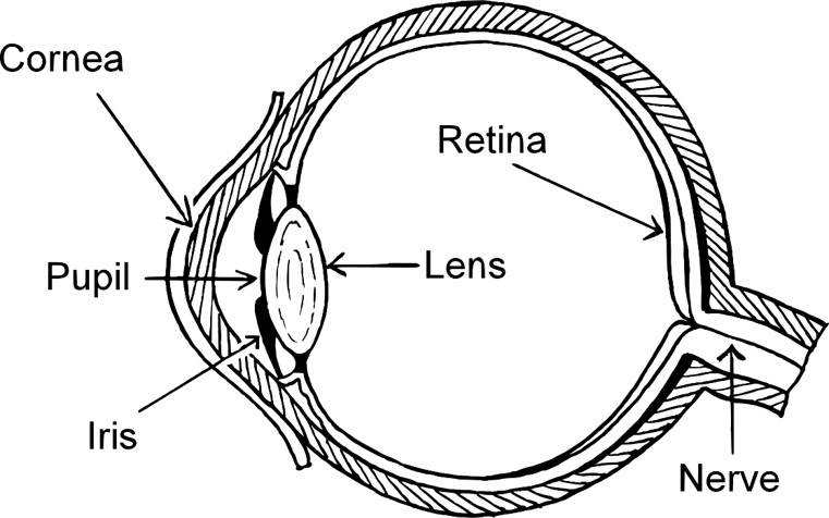 018a9661 Edf3 48a0 8127 Cdbb3580fbf5 Cornea
